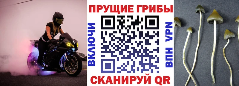 Псилоцибиновые грибы мицелий Купить закладки Киренск